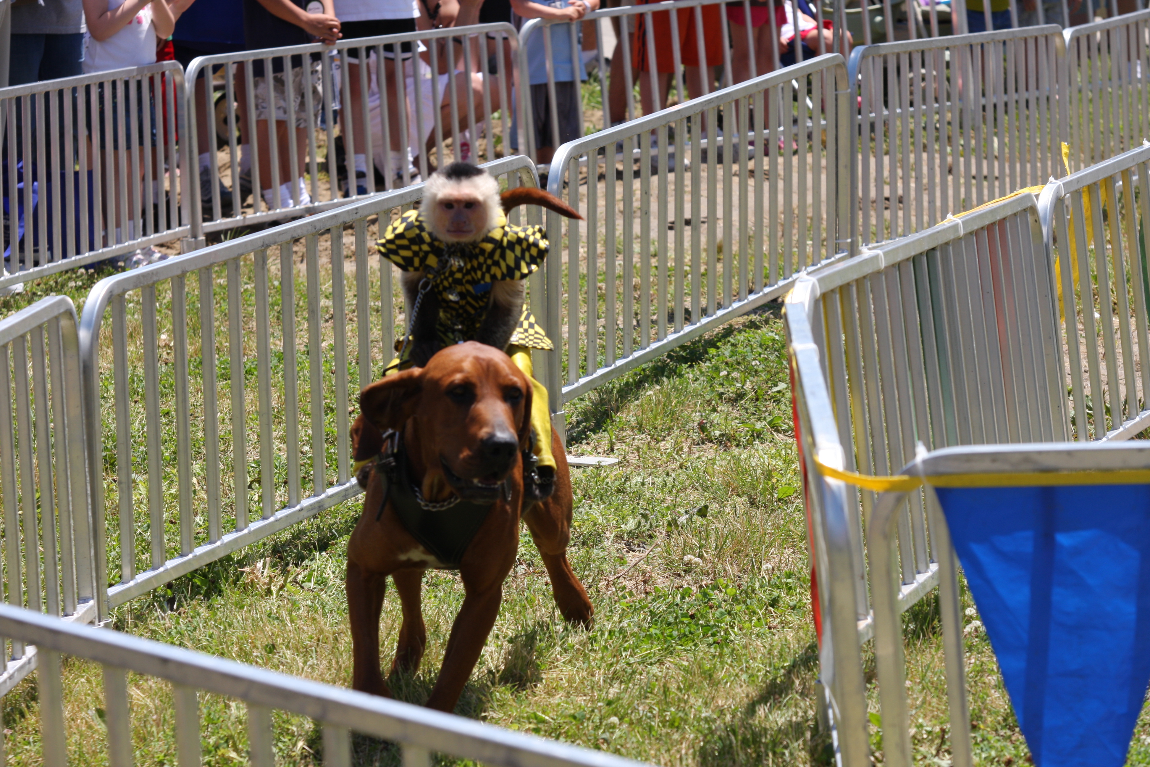 BoBo is "America's Favorite Monkey Jockey"