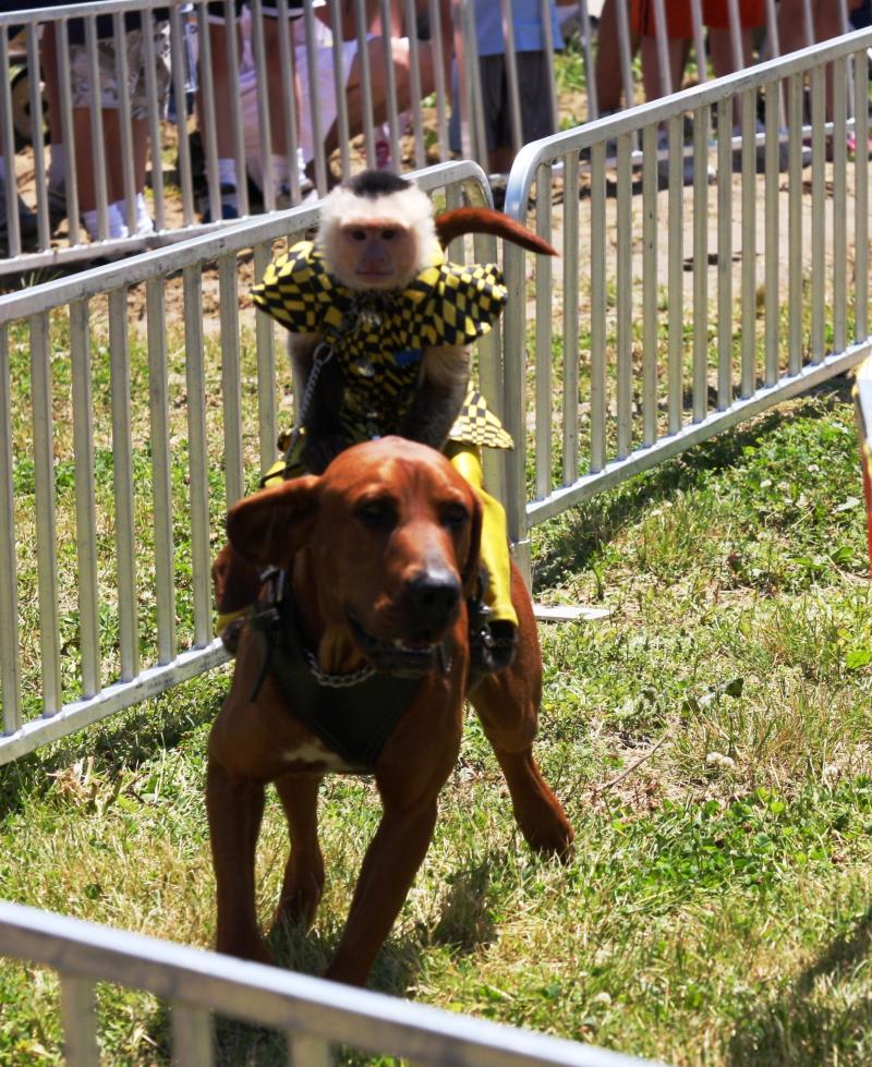 Banana Derby Monkey Jockeys